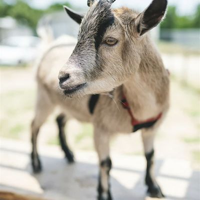 Civil Goat Coffee Co.