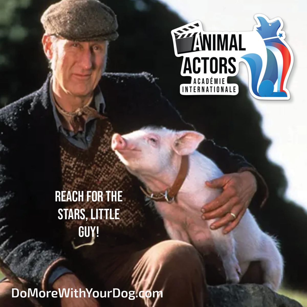 Inspiring Animal Actors Workshop: Level 2 White Card