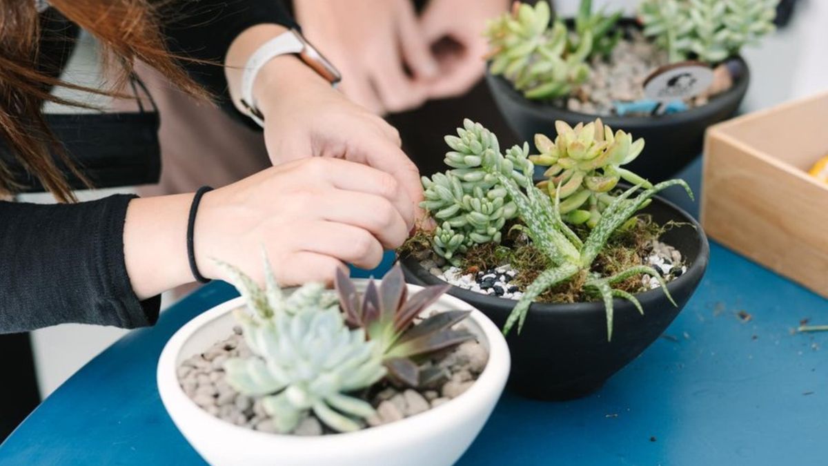 Plant & Sip at the Peel Museum!