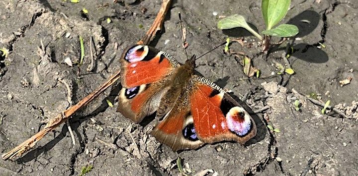 RSPB Butterfly and Habitats Walk at Wormwood Scrubs, Wormwood Scrubs ...