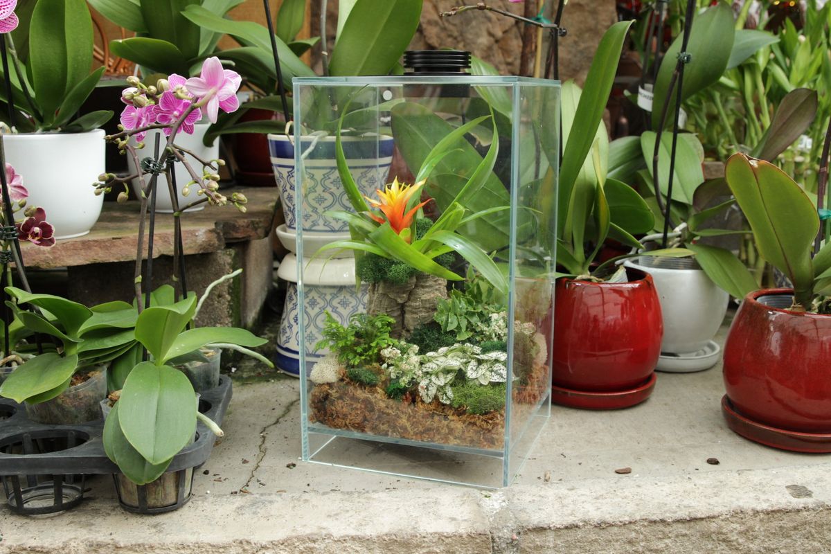 Advanced Terrarium Class 