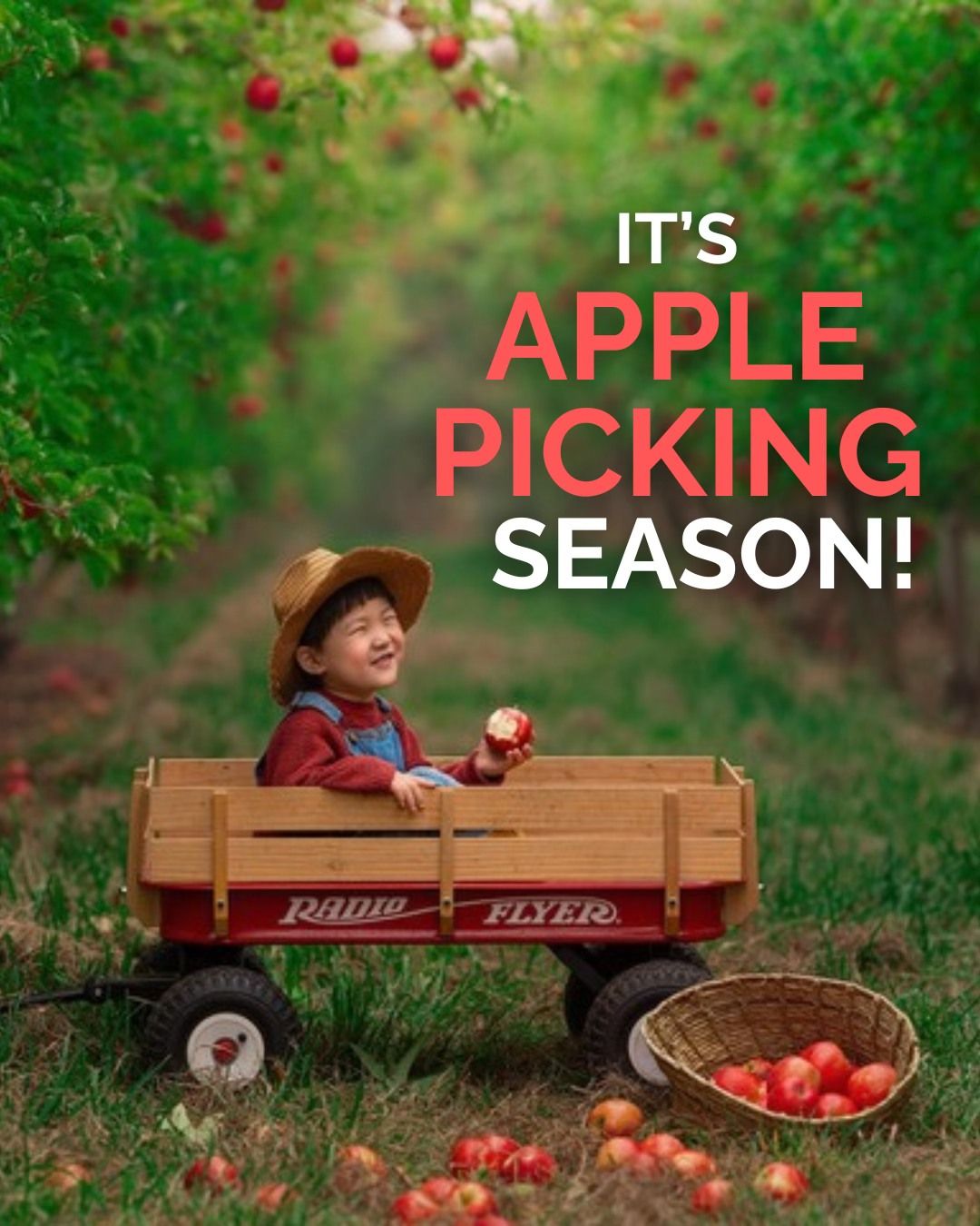 PICK YOUR OWN APPLE SEASON 2025