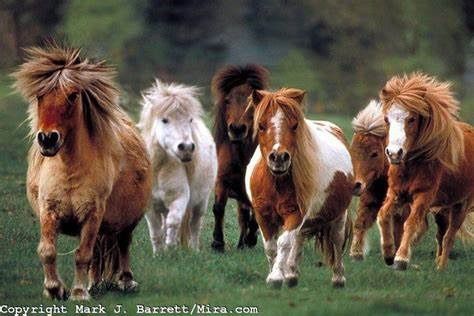 Temecula Mini Horse & Donkey Vineyard Walk at Wilson Creek Winery 