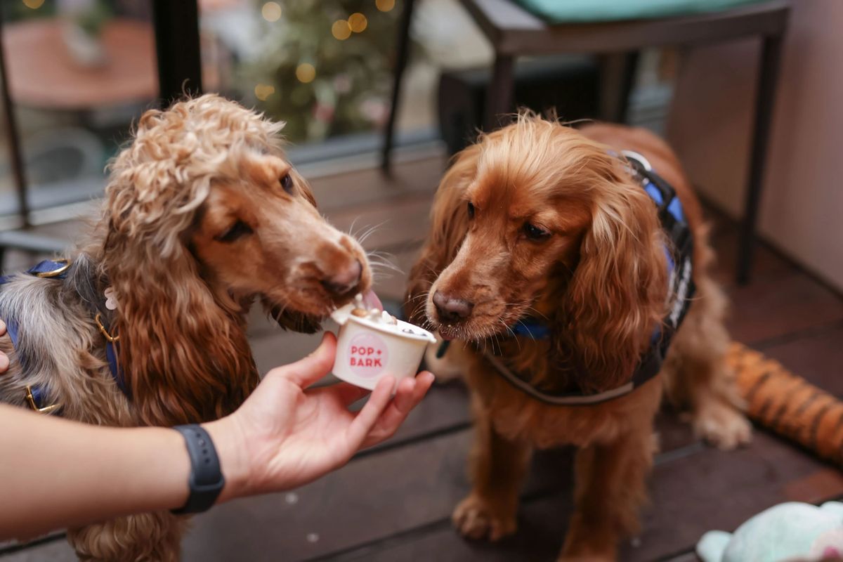 COCKER SPANIEL CAFE\u2122 LEICESTER 