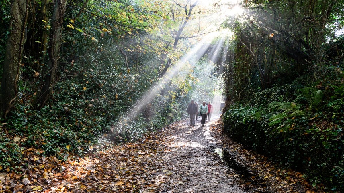 Free guided mindfulness walk