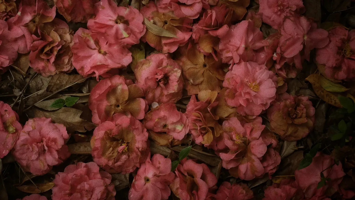 Alela Diane in La Roche-sur-yon