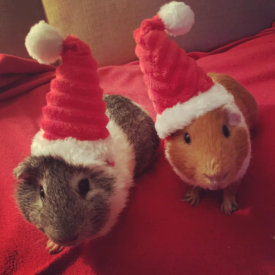 Santa Piggy Holiday Extravaganza!