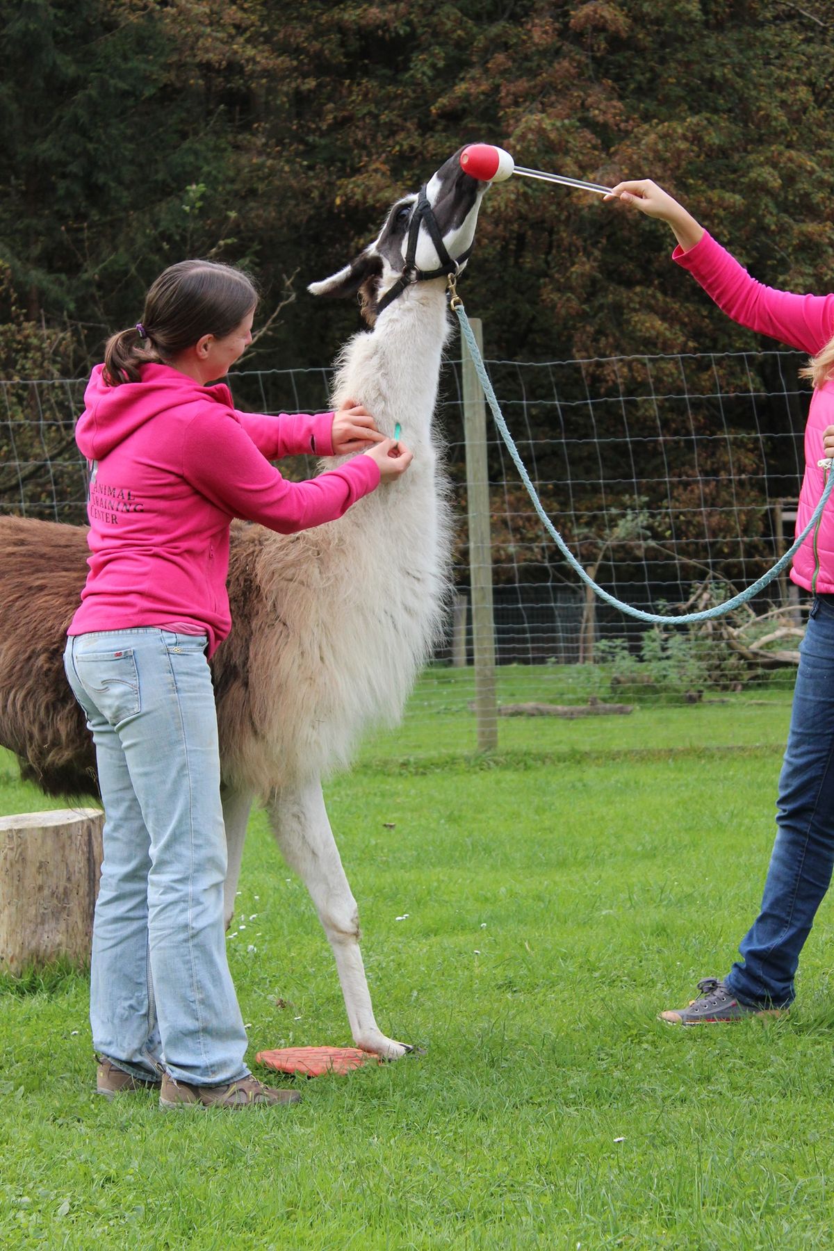 Intensiv Tiertrainingswoche