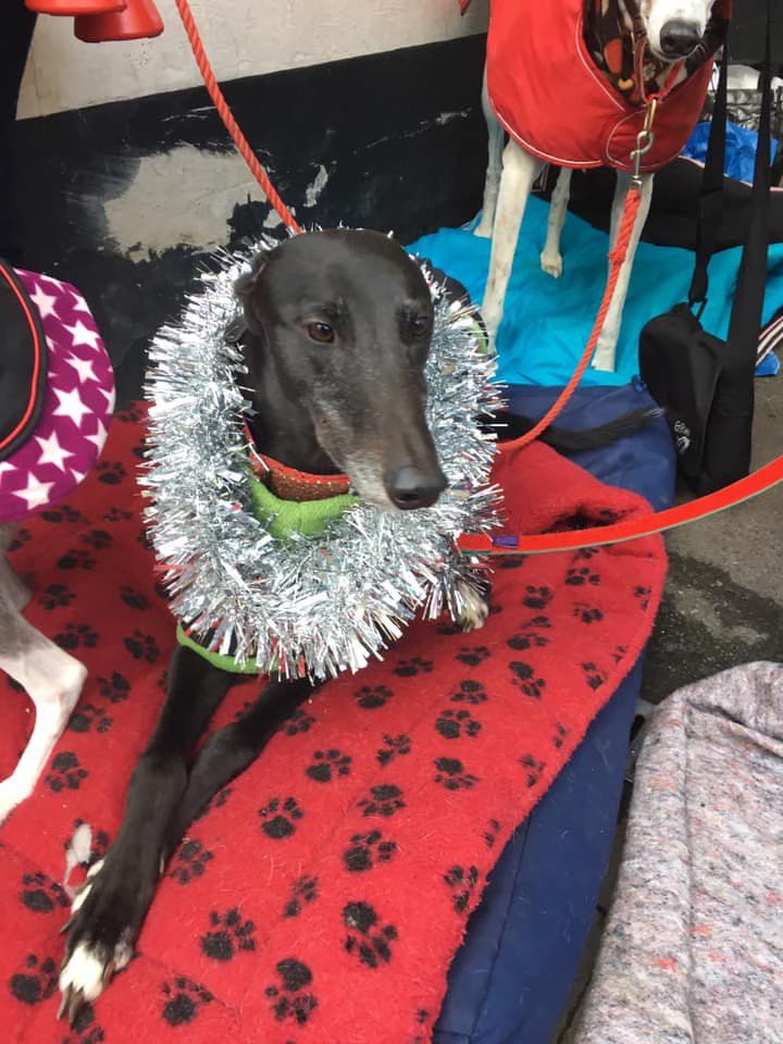 Forever Hounds Trust at Christmas Gift Market