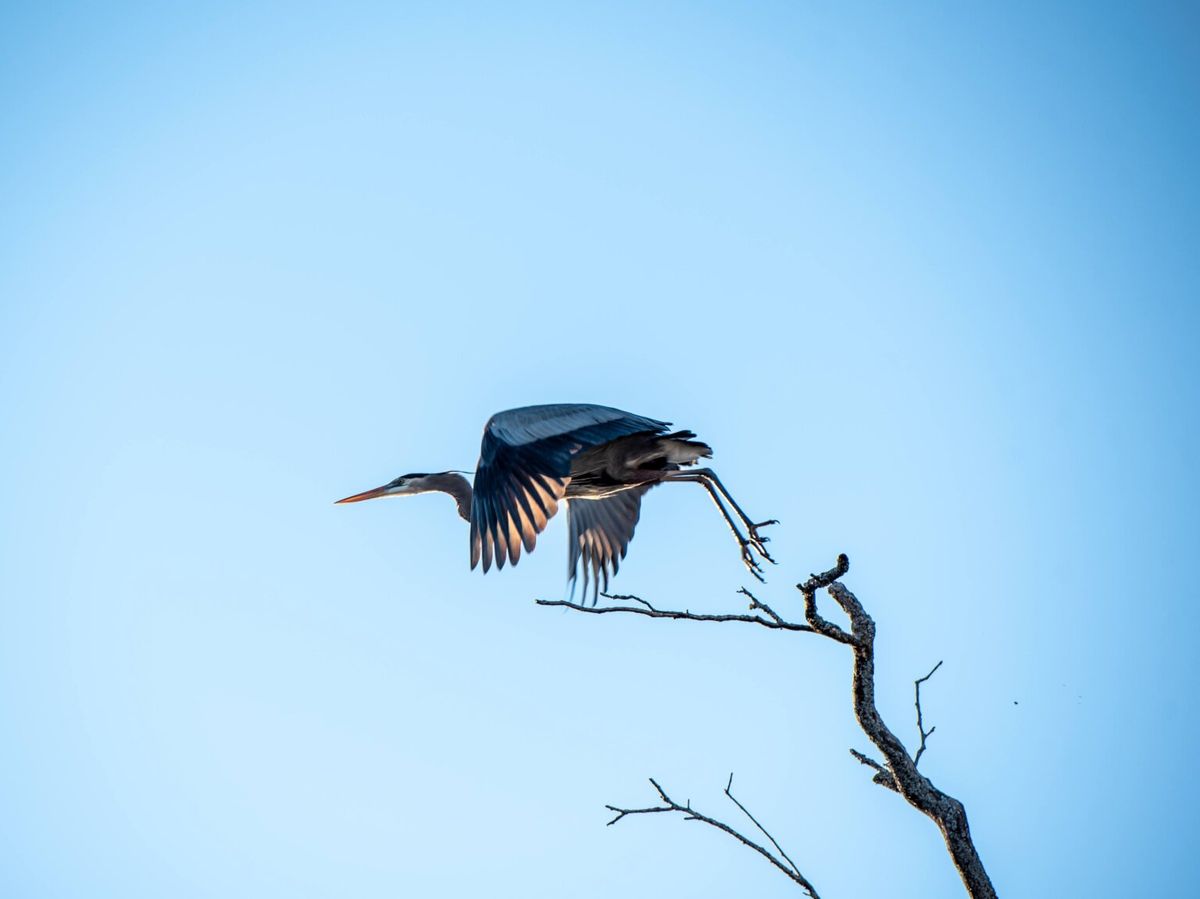 Birds in the Wetlands and their Migration!