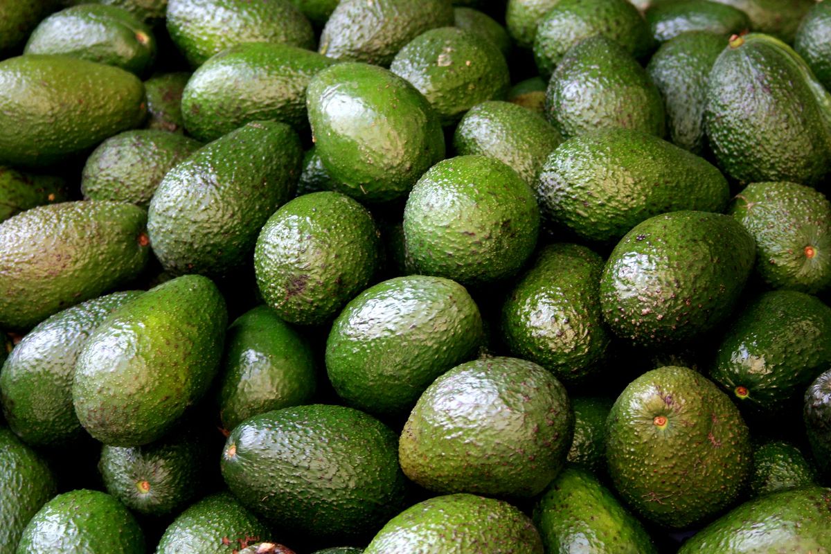 Early Evidence of Avocado Domestication in the Americas