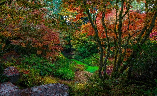 Mindfulness in the Fall Garden