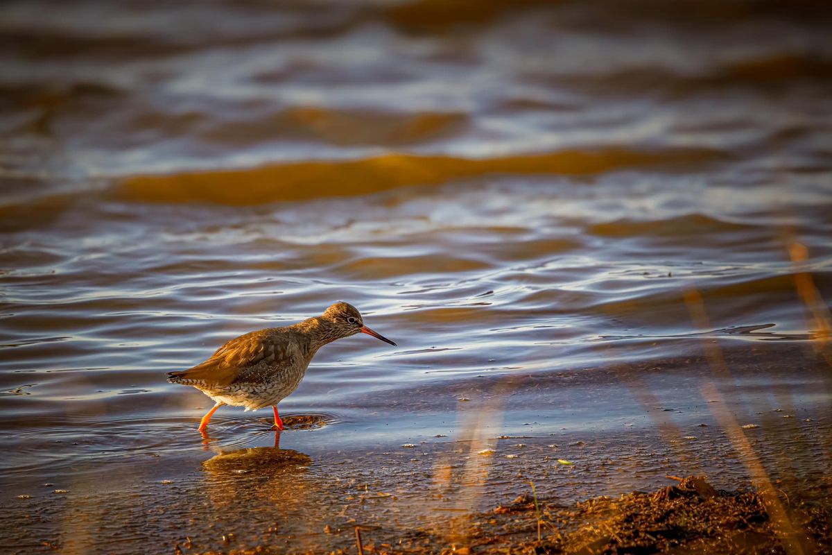 Wildlife Photography Workshop: Learn from Expert Paul Way