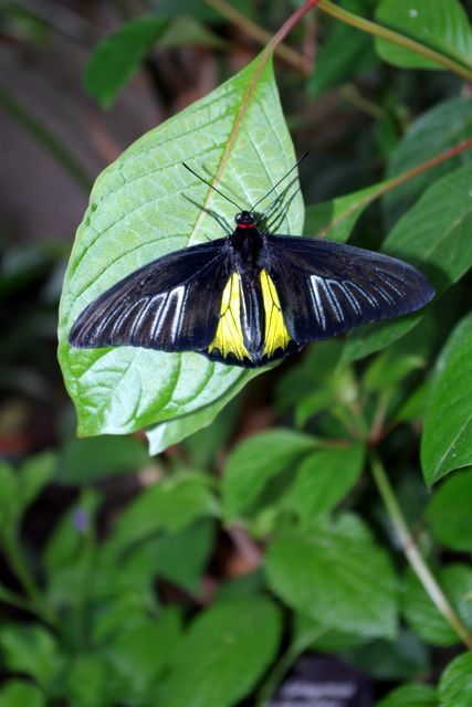 PORT COLBORNE CAMERA CLUB PRESENTATION:  PHOTOGRAPHING BUGS