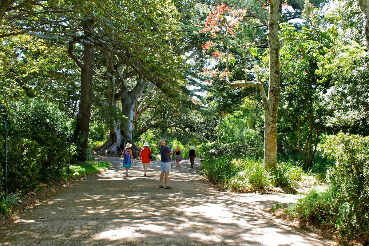 Inside the Arderne Gardens