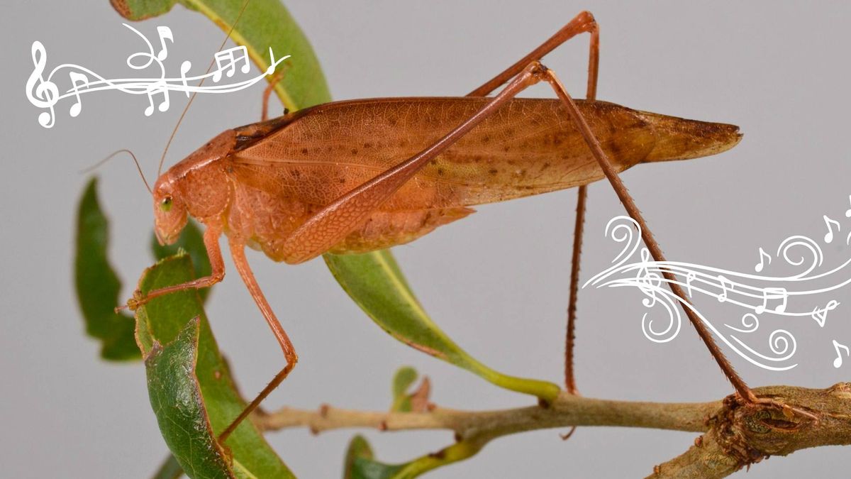 Singing Insects: The Overlooked Chorus