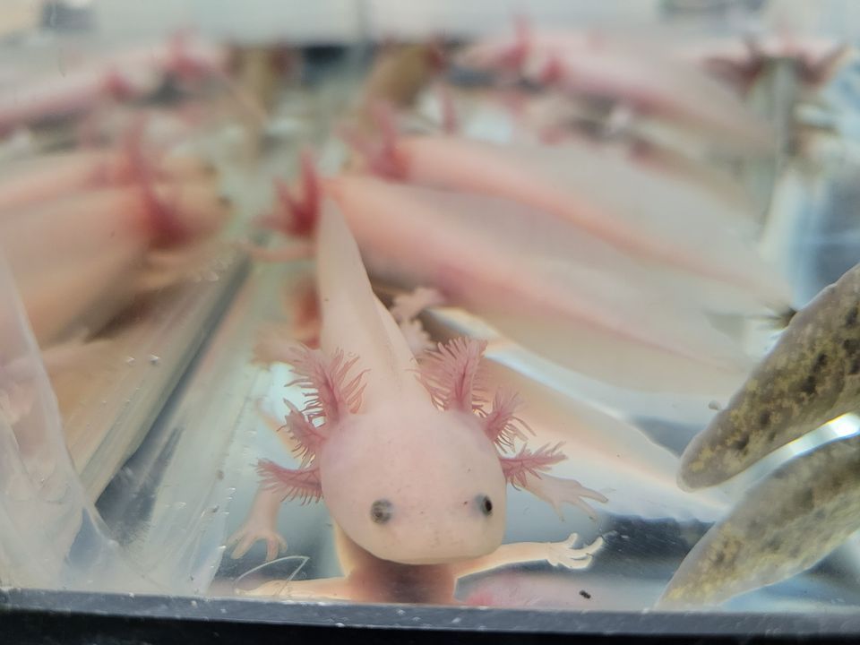 SEWERFest 2022 The Summer Edition, Fountain Banquet Hall, Sturtevant