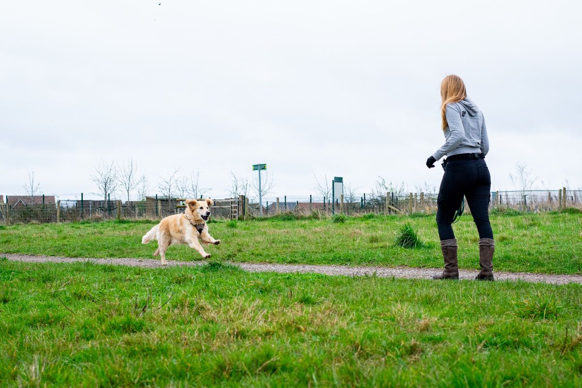 Puppy Life Skills Classes with Green Paw