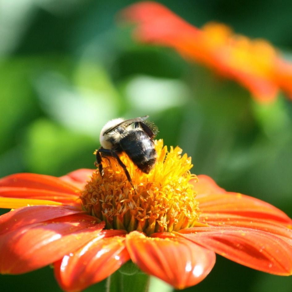 Native Gardening for Pollinators