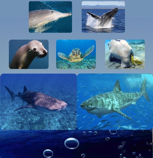 Marine Megafauna in the Anthropocene - Challenges and Solutions