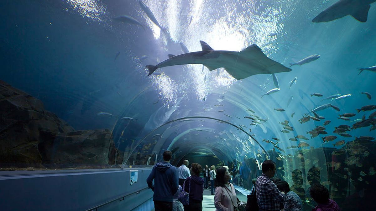 GA Aquarium Tuesdays In The Field