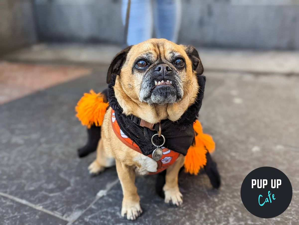 Halloween All Paws Pop Up Cafe - Sheffield