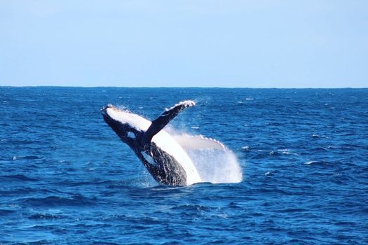 Whale Watching with Abrolhos Adventures!