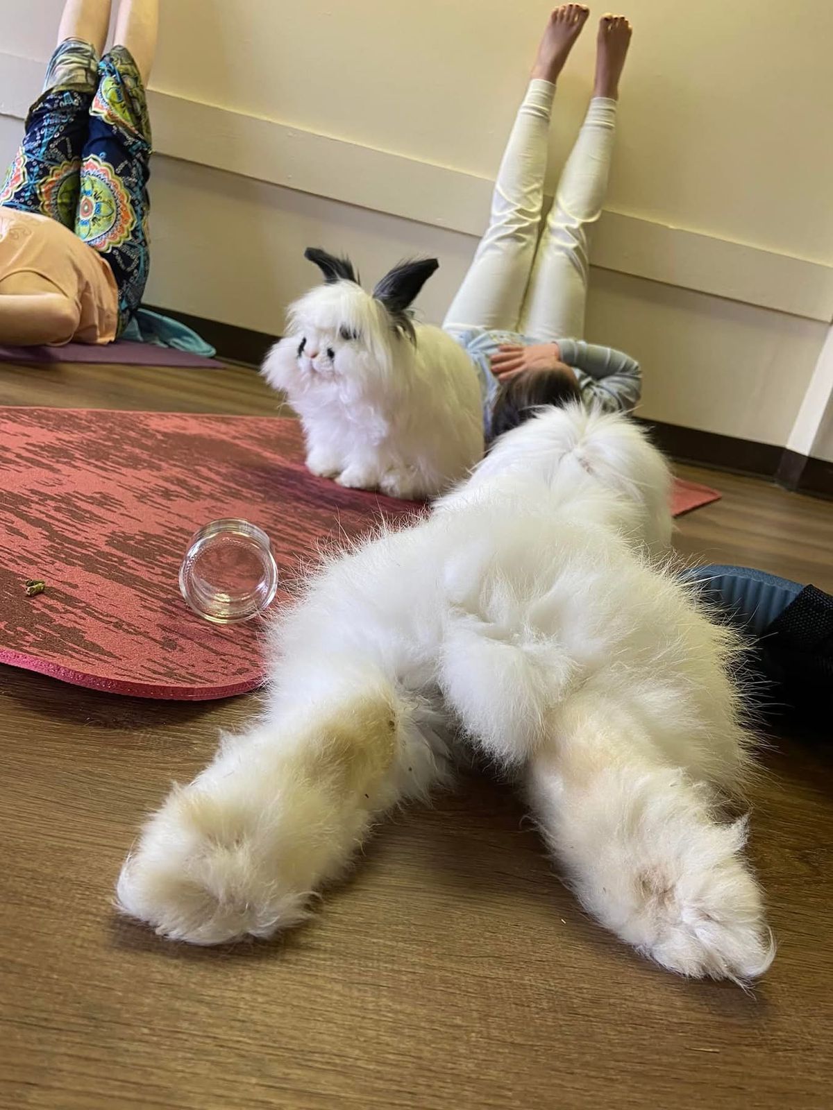 Honey Bunny Yoga: Restorative with Rabbits!