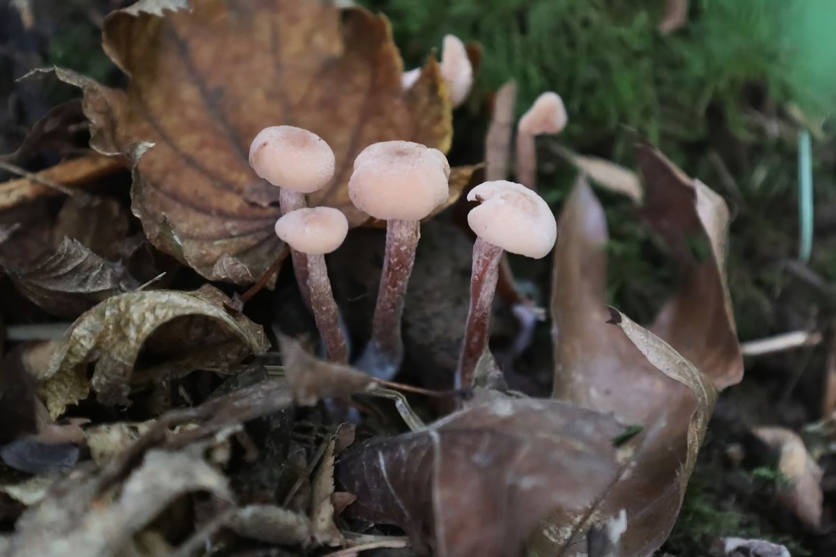 Common Fall Mushrooms