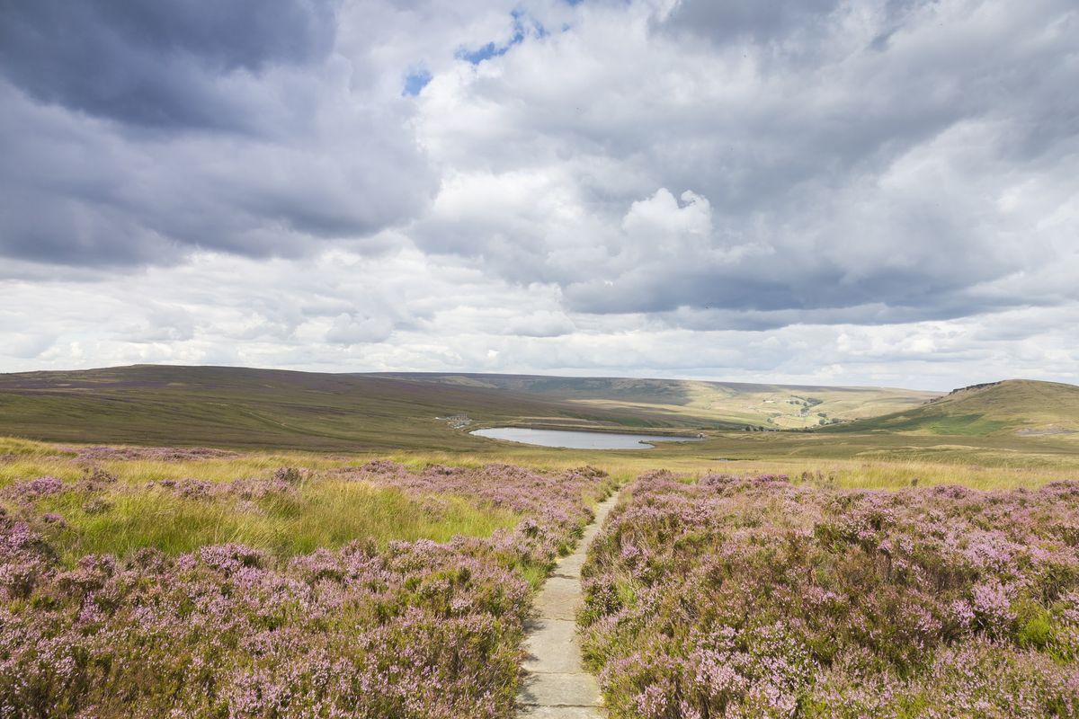 Guided Walk: See the Heather Blooming