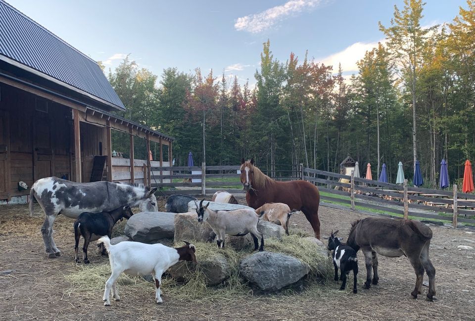 Visite de la ferme Zoo-Animation Estrie (Sherbrooke)