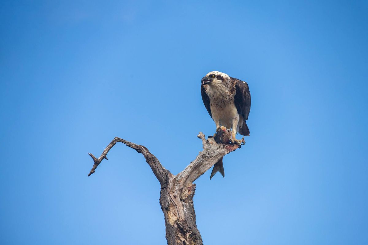 Birds and Nature Photography Meetup