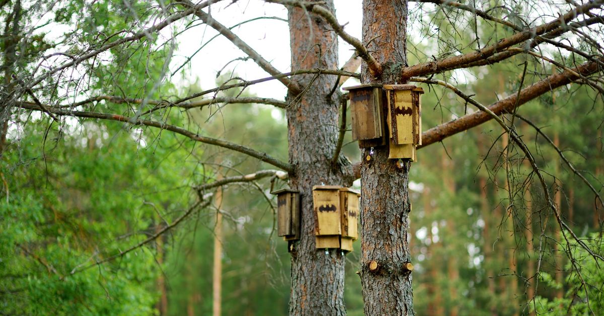 Spooky Critter Houses: Bat Boxes