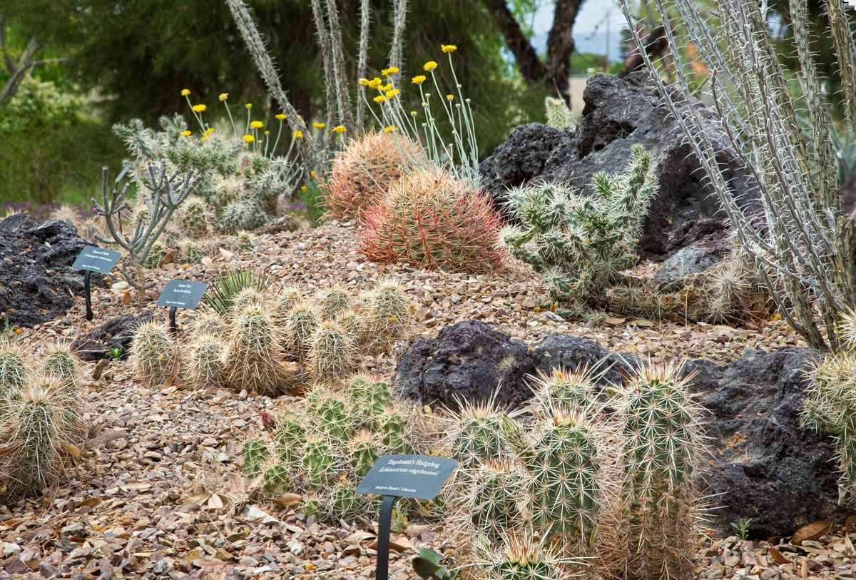 Garden Class: Native Plants