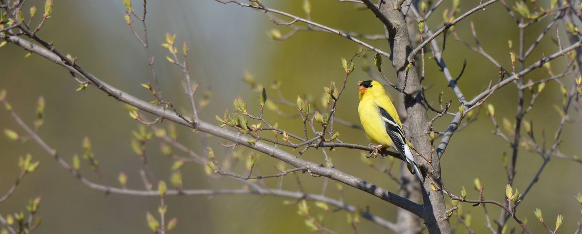 Arboretum Gene Bank Tour -  National Forest Week 2024 Event!