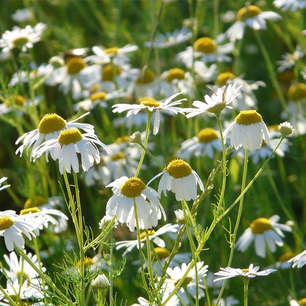 Herb Of The Year (Chamomile) - Program by Marlene Perry