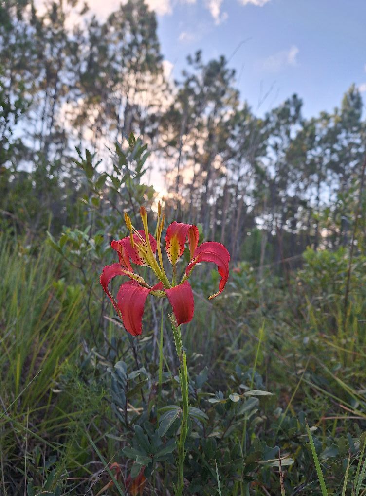 Matanzas State Forest Group Hike