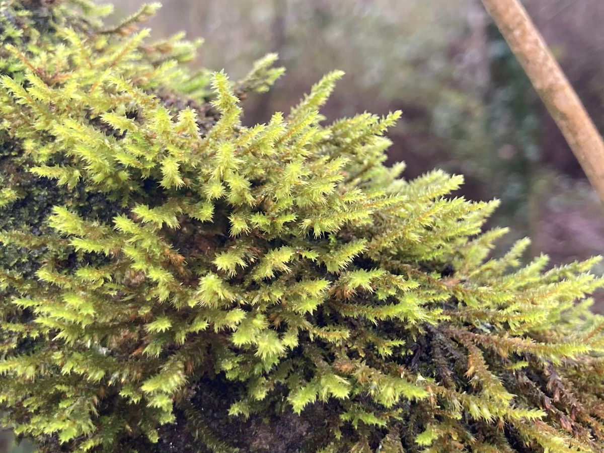 Bryophytes: Field Identification Course 2022