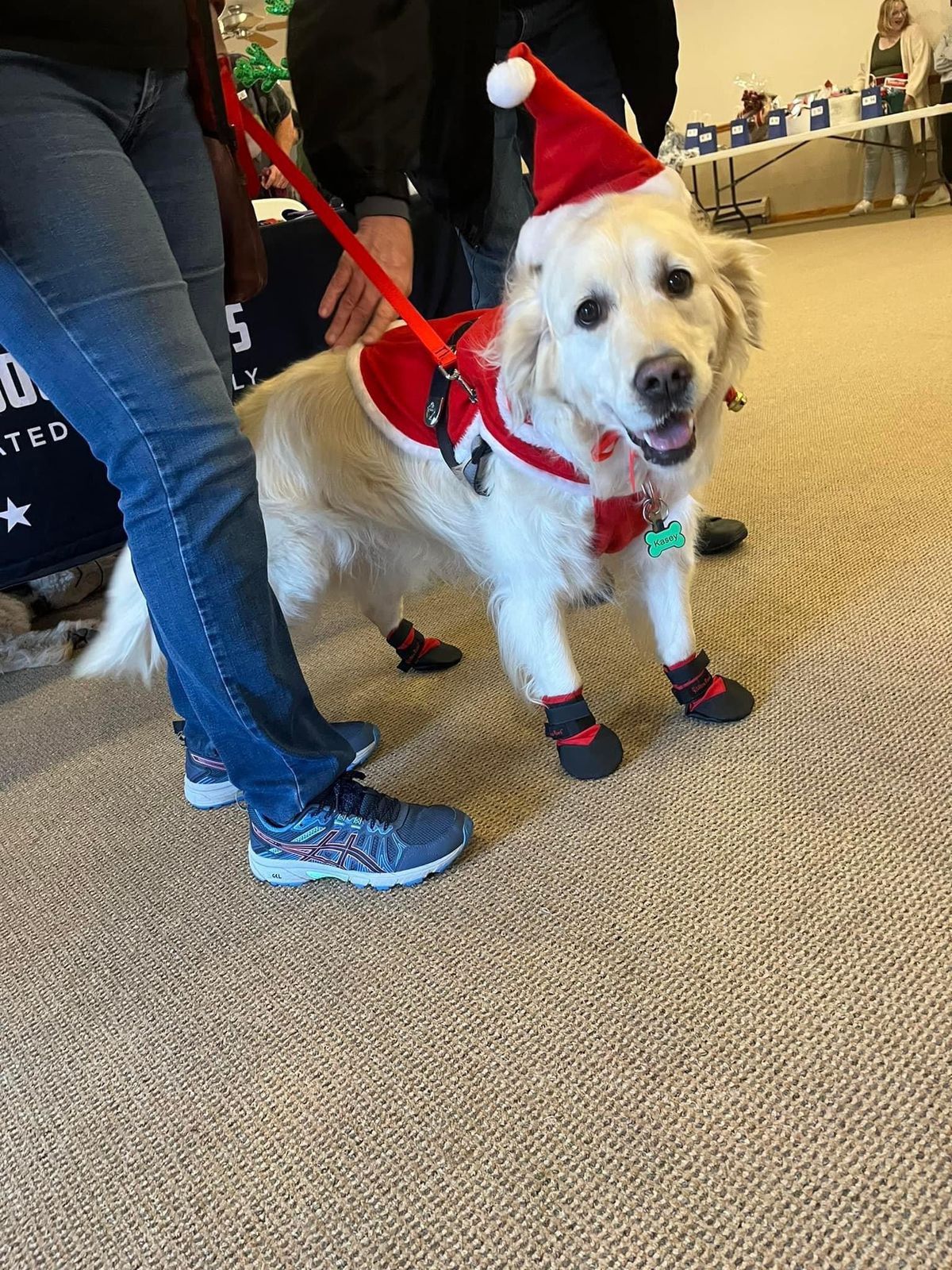 Doggy photos with Santa Paws 