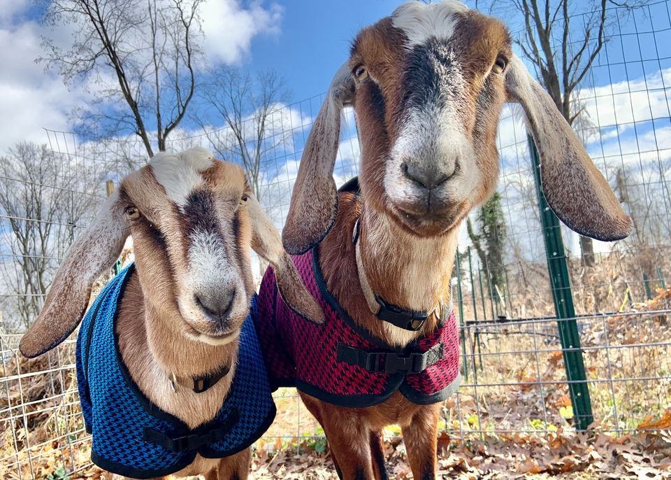 Philly Goat Project Storytime, Richmond Library - Free Library of ...