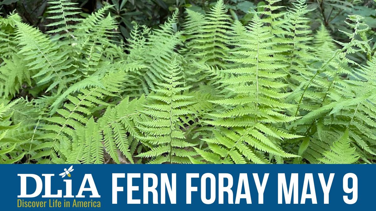 Fern Foray