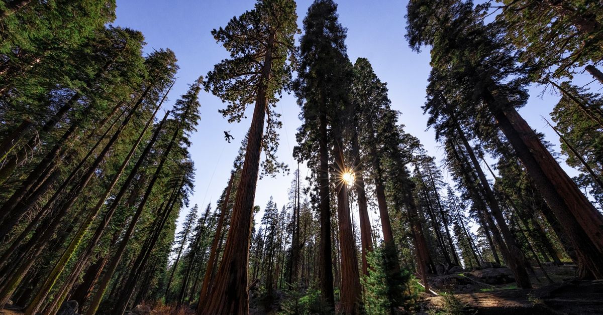 Nat Geo Live: From Roots to Canopy