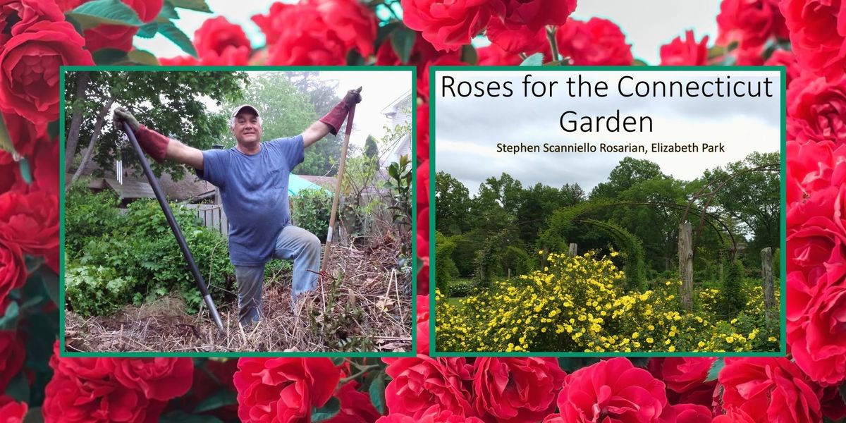 Roses for the Connecticut Garden by Stephen Scanniello | Lecture, Lunch & Book Signing