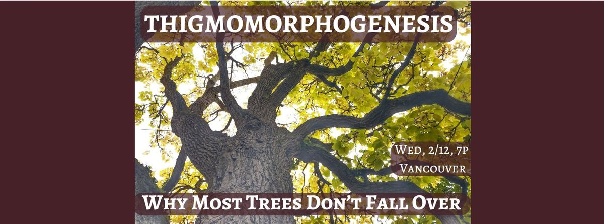 Thigmomorphogenesis, or Why Most Trees Don\u2019t Fall Over