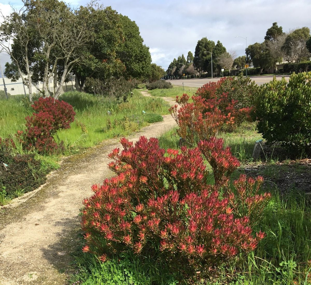 Lompoc's Drought-Tolerant Garden Care Day