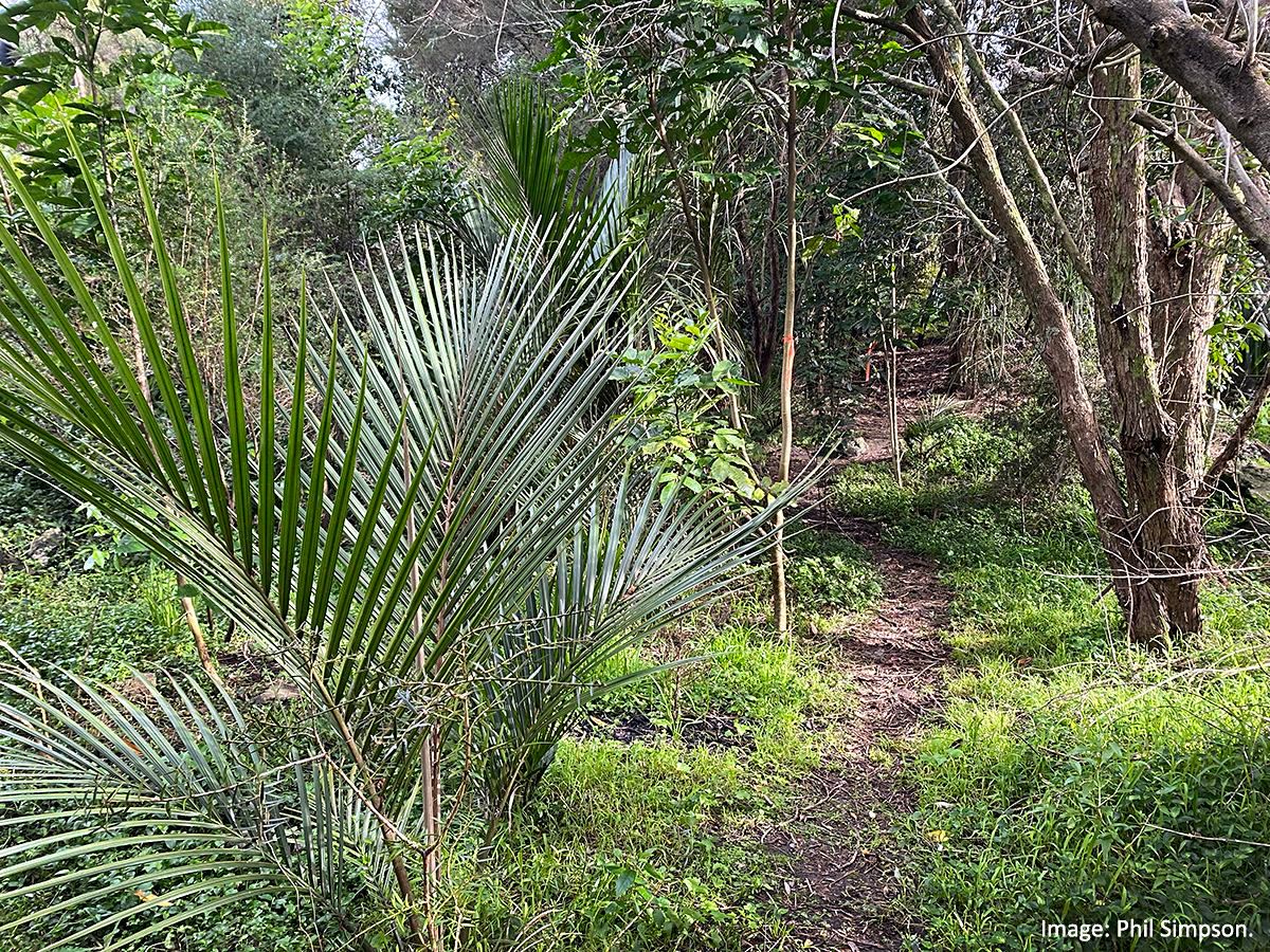 Guided walk along a stream-side restoration site on Wait\u012btiko \/ Meola creek