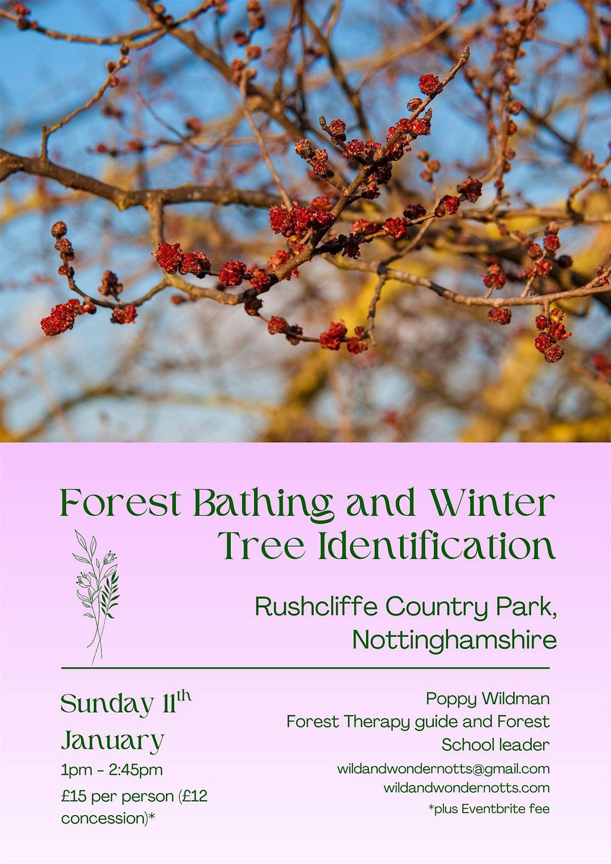 Forest Bathing and Winter Tree Identification