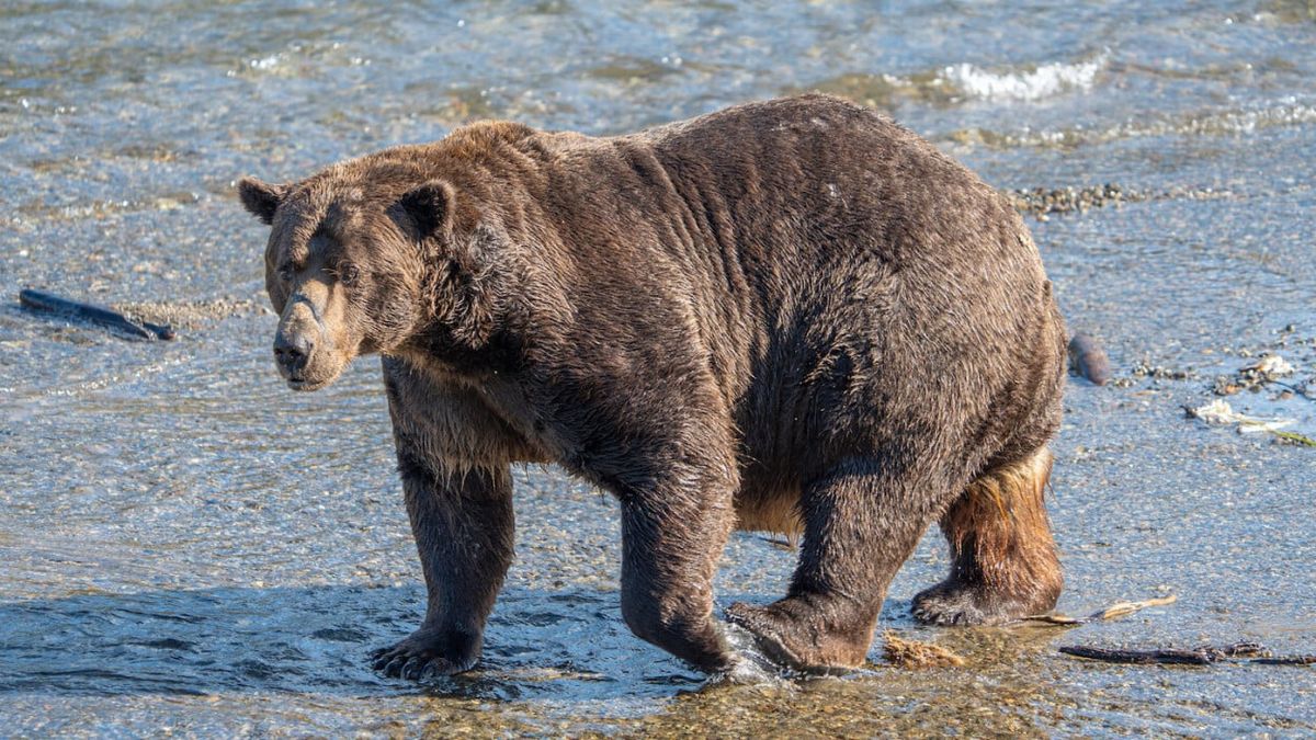 Parking Bear vs. Shark (17+)