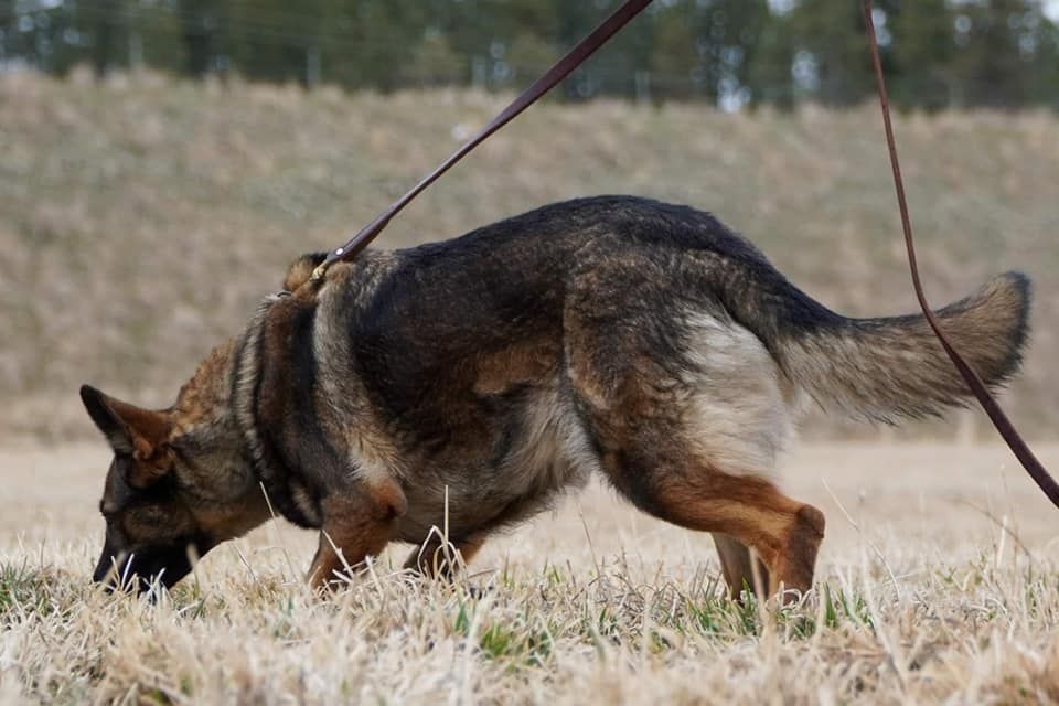 Introduction to IGP Tracking & Obedience