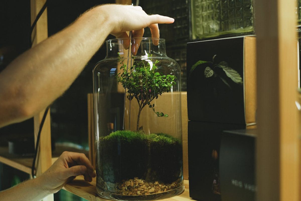 Cemetery Terrariums, 12-19 YRS